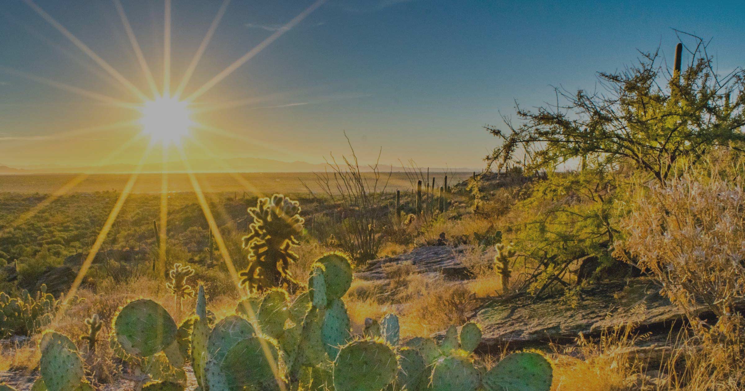 Desert at Sunrise Prickly Pear